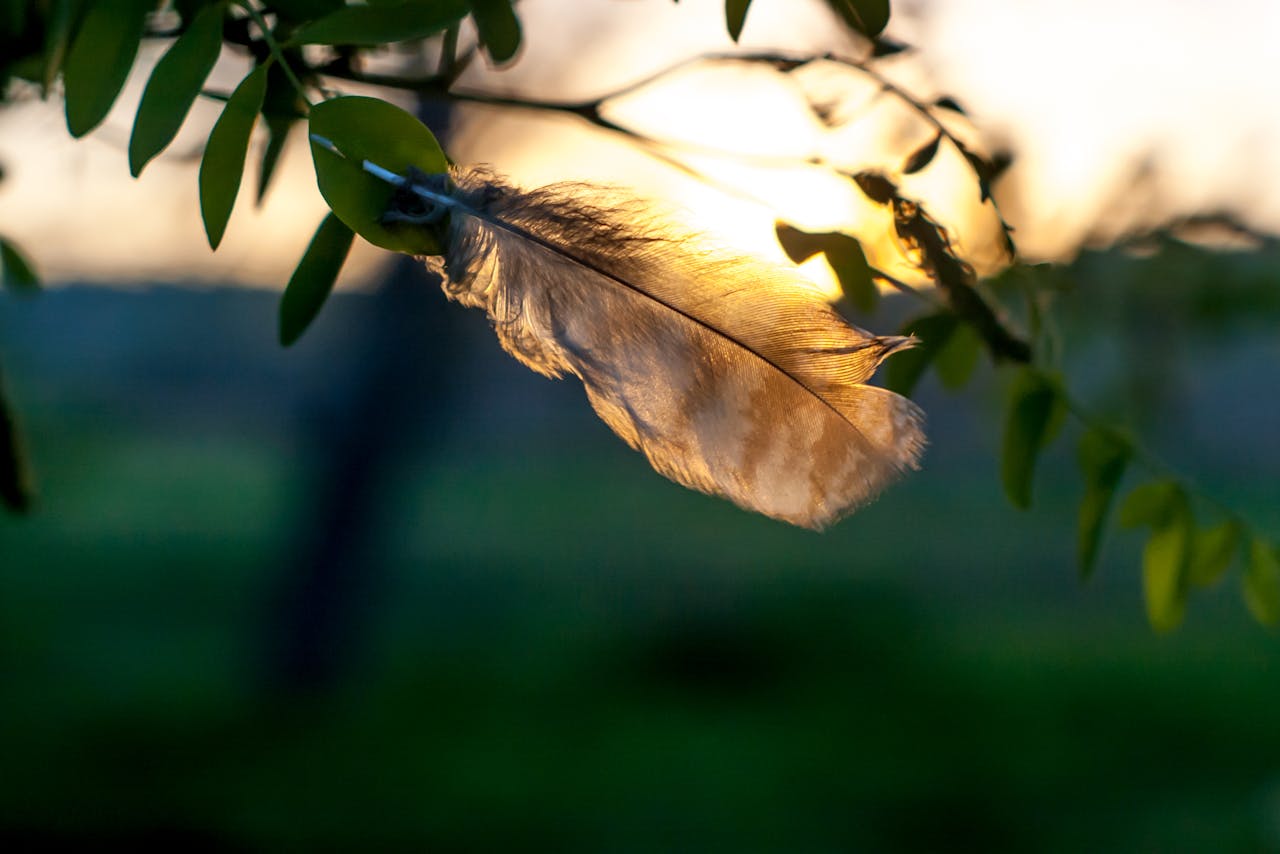 gallery-3 A feather caught in tree leaves with a warm sunset background.