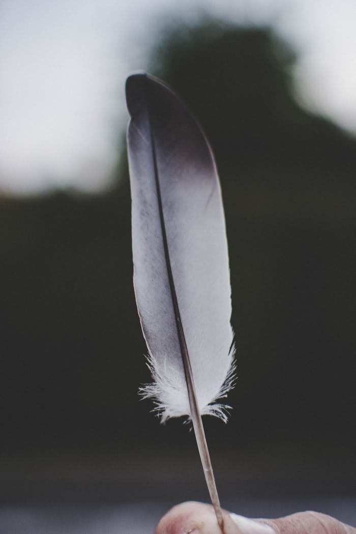 gallery-6 A detailed photograph of a hand holding a delicate feather against a blurred outdoor background.